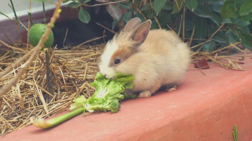Can Rabbits Eat Celery Safely Crackteen