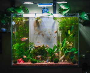 DIY Fish Tank Decoration Enhancing the Environment on a Budget