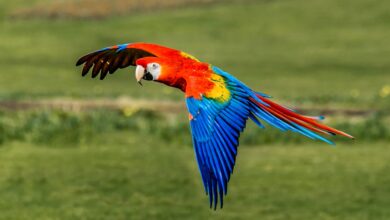 How Much Does a Parrot Cost | CrackTeen