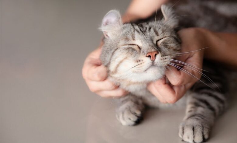 How to Understand the Science Behind Why Cats Purr