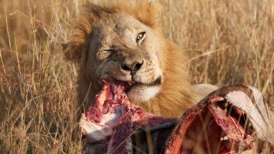 What Do Lions Eat CrackTeen