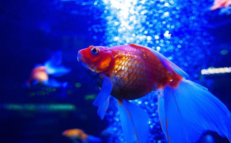 Why My Goldfish Are Dying Unraveling the Mysteries of Goldfish Care