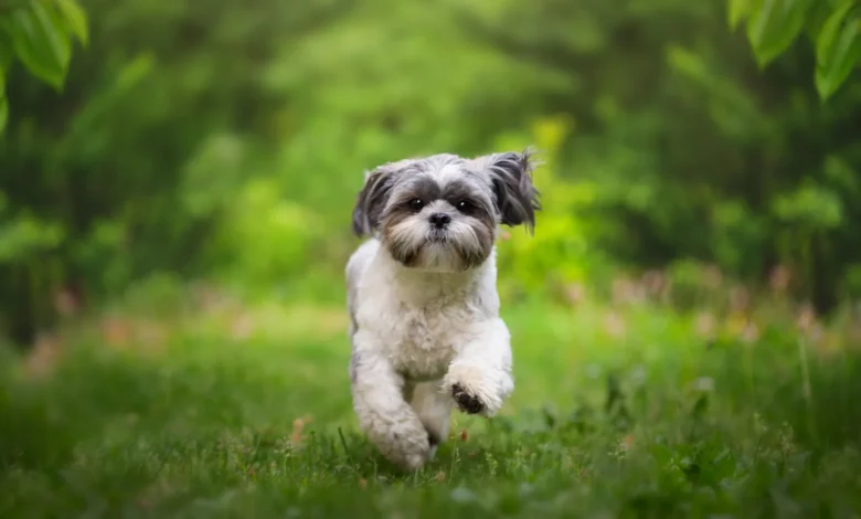 why shih tzu are the worst dog